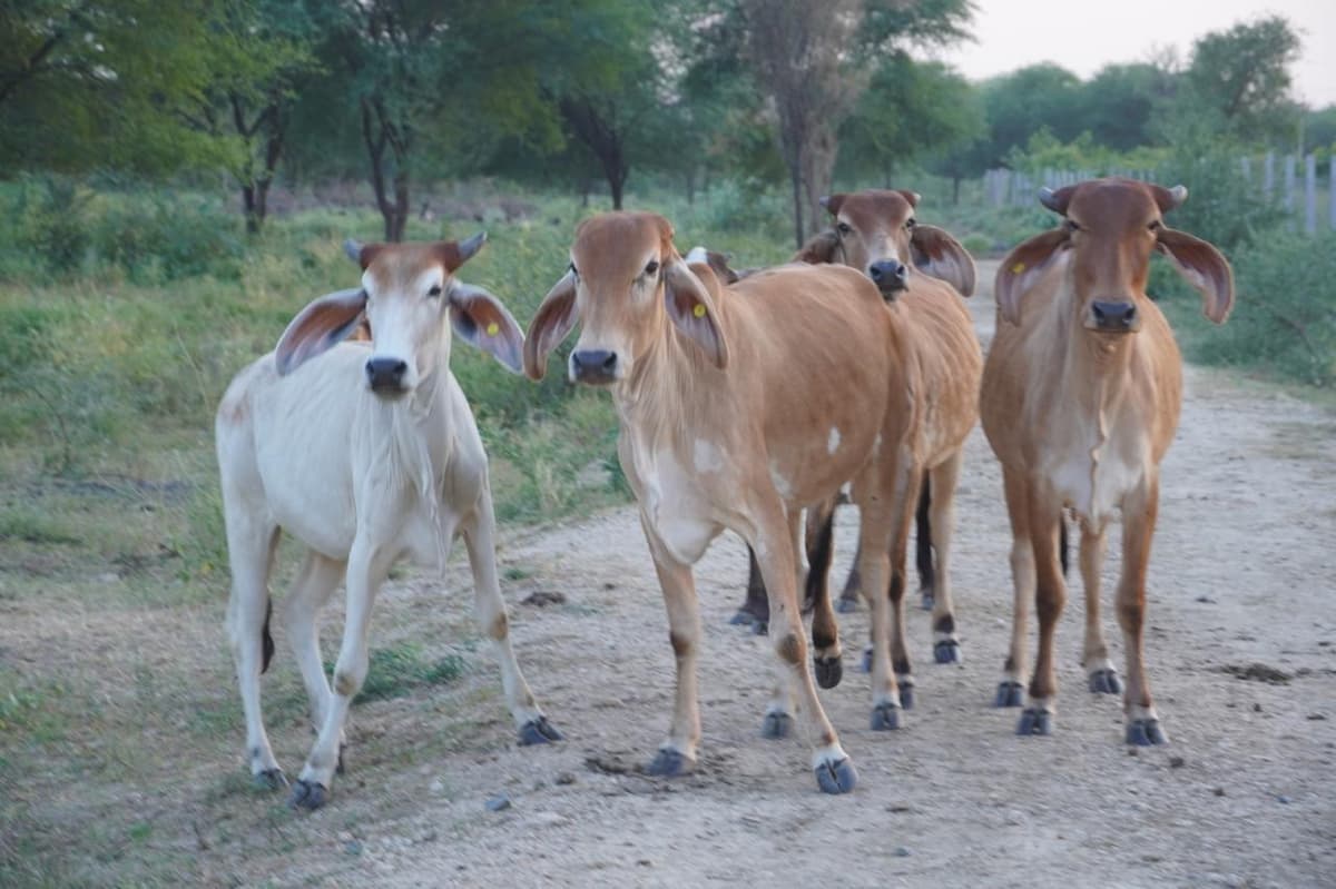 Gaushala team working together