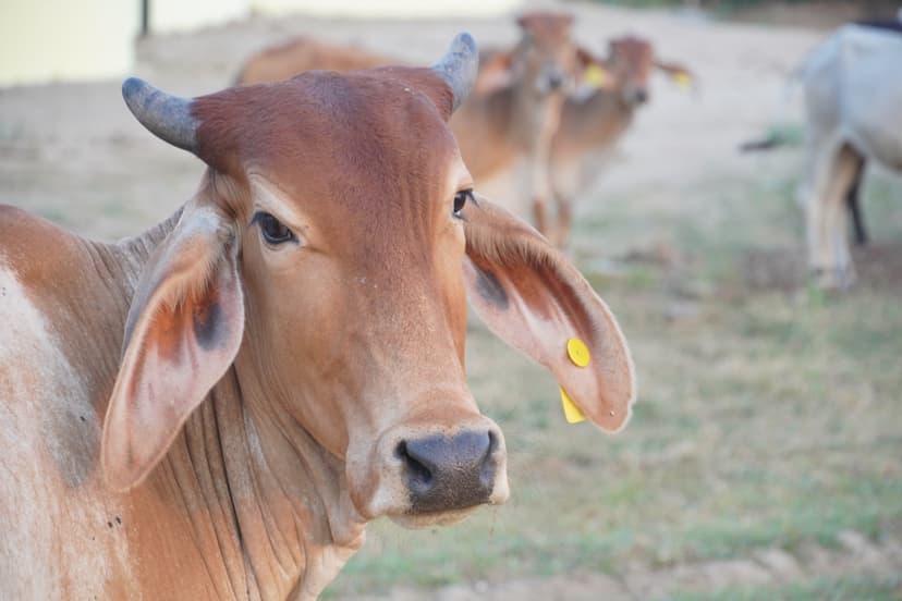 गोपाष्टमी महोत्सव