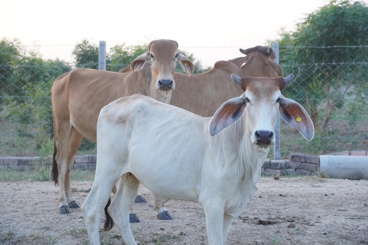 Peaceful Gaushala environment